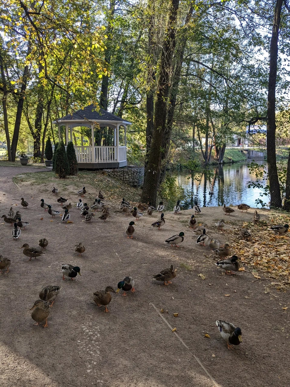 Пруд с утками